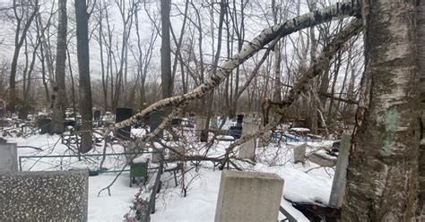 Владивосток Поваленные деревья разрушенные могилы Лесное кладбище