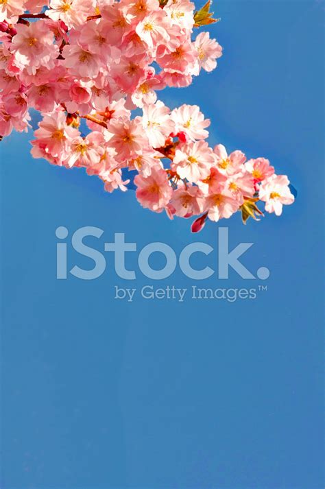 Japanese Cherry Blossoms On A Blue Sky Stock Photo Royalty Free