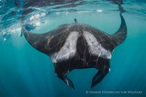Peru To Protect Worlds Largest Known Population Of Giant Manta Rays