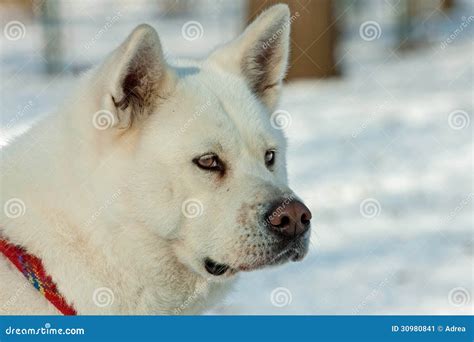 White Akita Inu Dog Stock Image Image 30980841