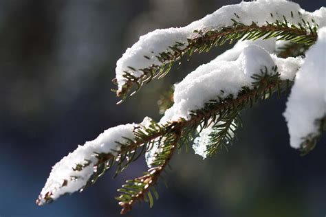 Fir Tree Branch With Snow Close Up Photohdx