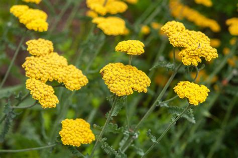 12 Low Maintenance Perennial Plants For Your Garden