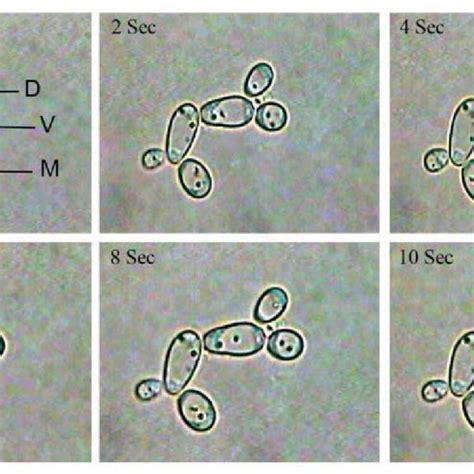 Yeast Cells Light Microscope Micropedia