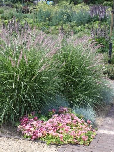 I bought karly rose last year and they were tall. Pennisetum orientale 'Karley Rose' - Lampenpoetersgras ...