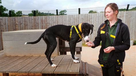 Dogs Trust Dogs Trust Loughborough The Great Rehoming Mystery