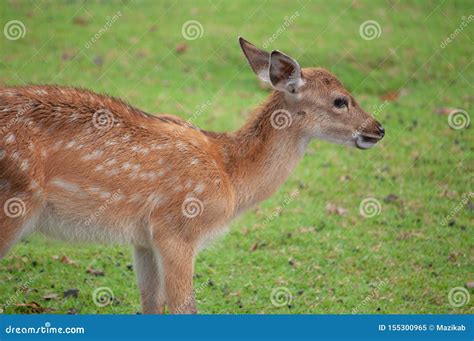 Young Sika Deer Stock Image Image Of Deer Fauna Beauty 155300965