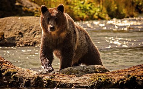 Grizzly Bear Wallpapers Top Free Grizzly Bear Backgrounds