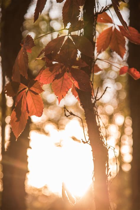 Sunset Through Fall Leaves Photo Digital Download Etsy
