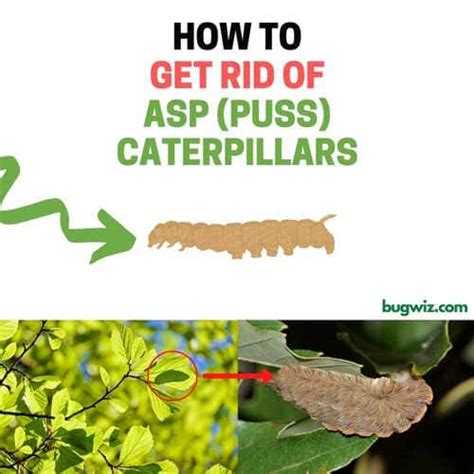 How To Get Rid Of Puss Caterpillars Naturally Ultimate Guide Bugwiz