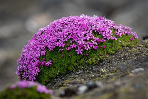 Arctic Moss Facts Non Vascular Flowerless Plants Kidadl