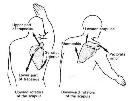 Scapular Upward And Downward Rotation Scapula Winged Scapula Body