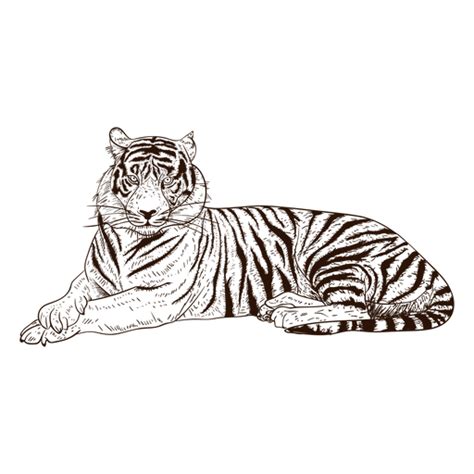 Design PNG E SVG De Desenho Relaxante Ilustração De Tigre Para Camisetas