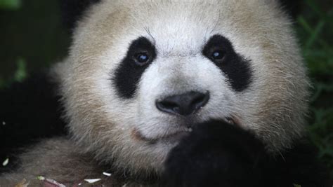 Ursul Panda Gigant Nu Mai Este Pe Cale De Dispariție Digi24