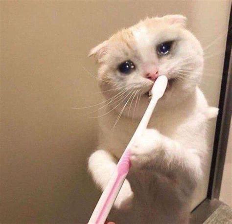 Cat Crying While Brushing Teeth Meme Keep Meme