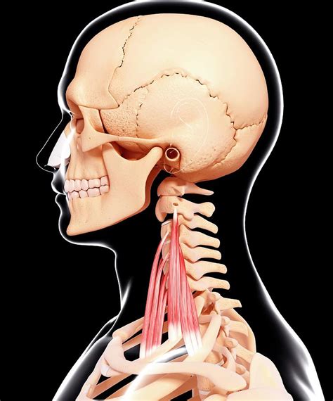Human Neck Musculature Photograph By Pixologicstudioscience Photo Library