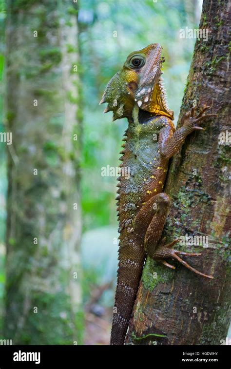 Australian lizard in a tropical rainforest Stock Photo - Alamy