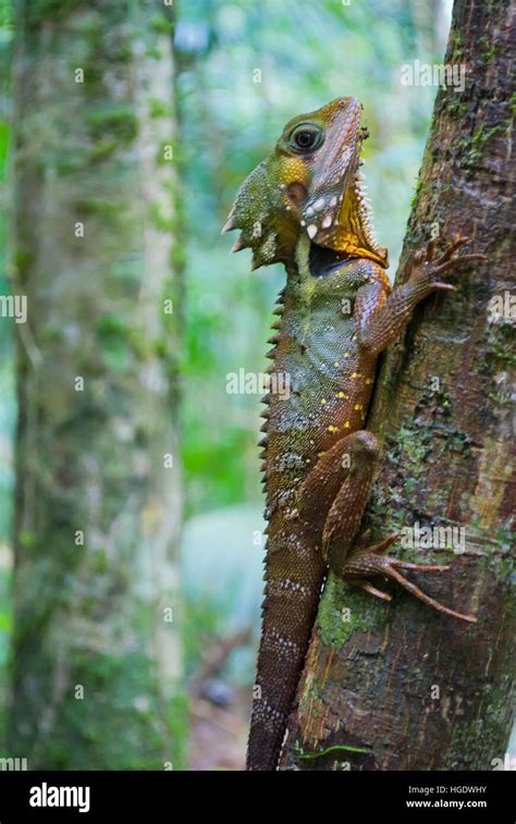 Australian Lizard In A Tropical Rainforest Stock Photo Alamy