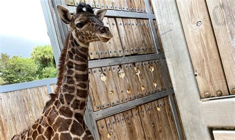Disney Welcomes Its Newest Masai Giraffe To The Animal Kingdom Chip
