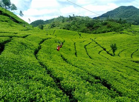 Menambahkan pesan dan nomor ponsel pada ponsel yang hilang dengan pengelola perangkat android. Menikmati Kesejukan Puncak di Agrowisata Gunung Mas - Bogor - Backpacker Jakarta
