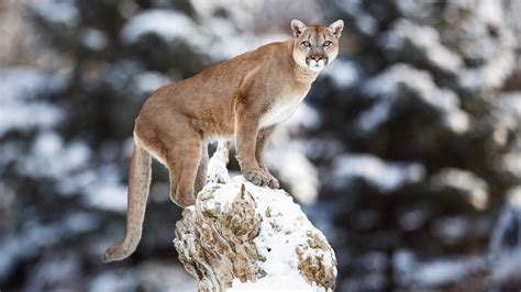 Tapety żbik Pumas Zwierząt Duże Koty Cougars Ssaki Natura