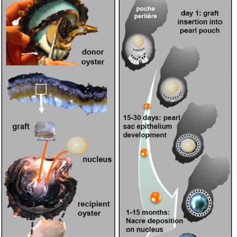 The Different Steps Of The Grafting Process And Pearl Formation In The