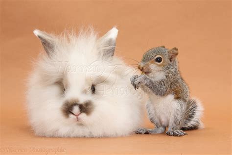 Young Fluffy Rabbit And Grey Squirrel On Brown Background Photo Wp33936