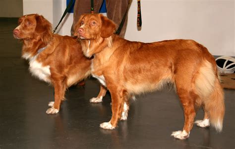 Can A Nova Scotia Duck Tolling Retriever Live In India