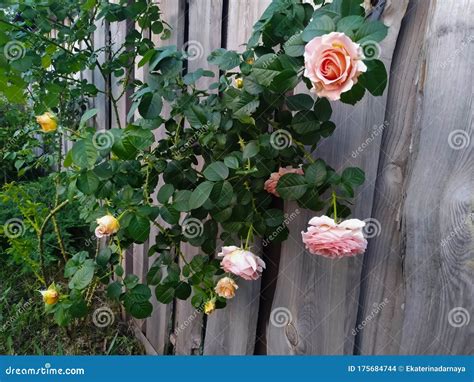 Pink Roses On The Fence Stock Photo Image Of Plant 175684744