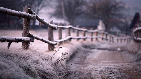 Wallpaper Nature Snow Winter Branch Ice Morning Frost Freezing