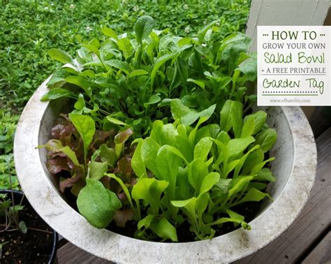 How To Grow Your Own Salad Bowl A Free Printable Garden Tag Food