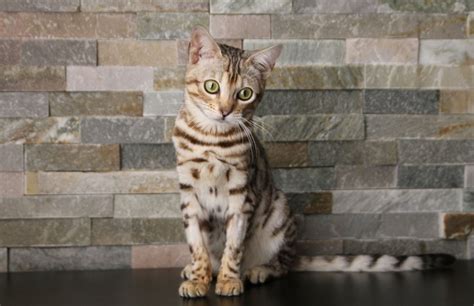 Snow Bengal Cat Facts Pictures Origin And History Hepper