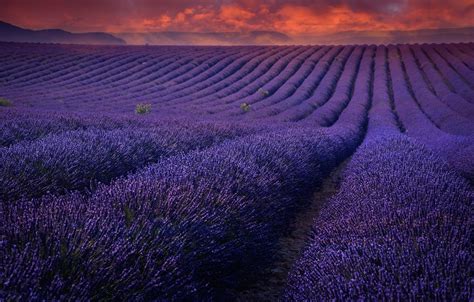 Wallpaper Field The Sky Sunset Flowers Lavender Lilac Images For