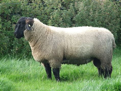 Suffolk Sheep Wikipedia