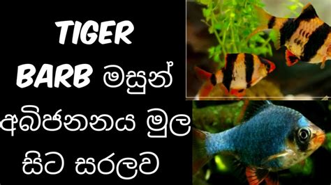 Tiger Barb Fish Breeding And Caring Sinhala Youtube