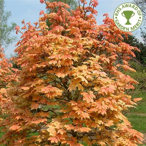 Acer Pseudoplatanus Brilliantissimum Buy Sycamore Tree Buy Acer