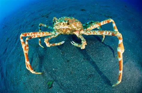 Thomas Marine Biology Blog Spider Crab
