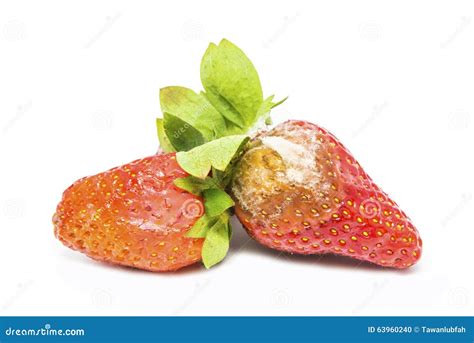 Rotten Strawberries Isolated On White Background Stock Photo Image Of