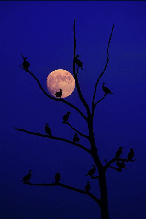 Full Moon Courants Photograph By Raymond Salani Iii Fine Art America