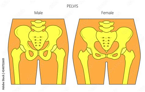 Vector Illustration Of A Human Pelvis Difference In Anatomy Of Male And Female Pelvis Front