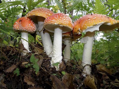 Fascinating World Of Fungi Activities And Information