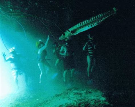 Barracuda In The Cave At The Cenote Snuba Picture Of Xel Ha Riviera