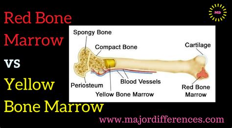 Difference Between Red Bone Marrow And Yellow Bone Marrow Md