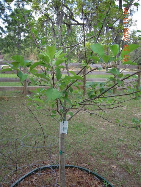 We did not find results for: Malus x domestica 'Dorsett Golden'. Dorsett Golden Apple ...