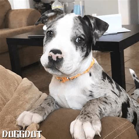 Pit Bull Mix Australian Shepherd Pit Bull Mix Doggdot เป็นสุนัข