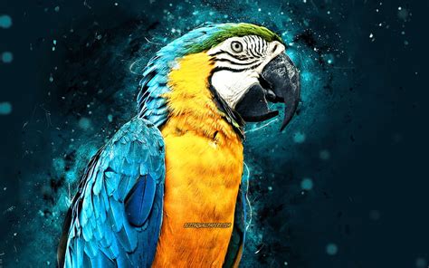 1920x1080px 1080p Free Download Blue And Yellow Macaw Blue Neon