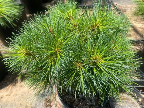 Pinus Strobus Horsford Dwarf Eastern White Pine Maple Ridge Nursery