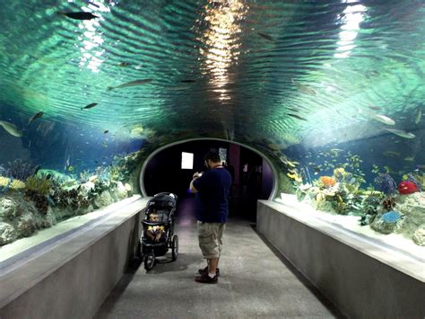 Scottsdale Az Odysea Aquarium And Mirror Maze Little Conquest