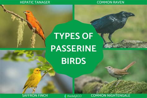 What Are Passerine Birds Definition And Types With Photos