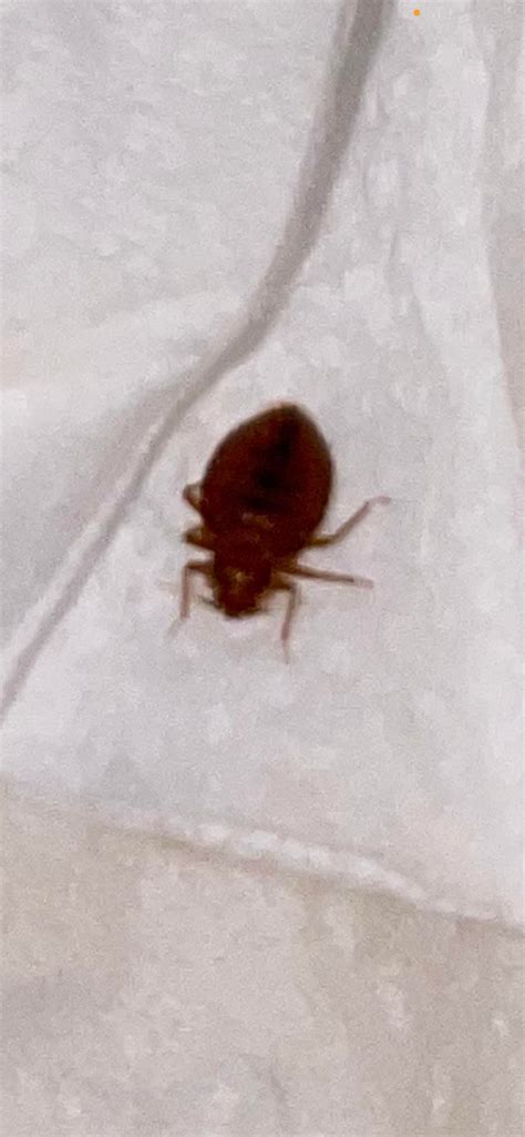 Help Is This A Bed Bug Found It Crawling In My Bed But Cant Find Any