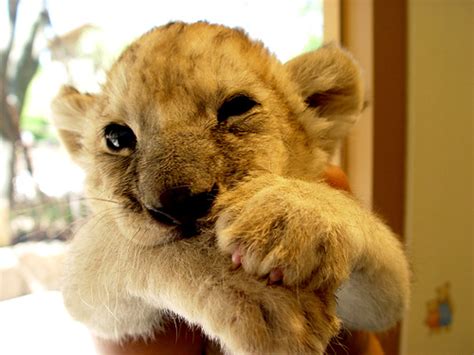 Funny Animals Zone Cute Baby Lions New Pictures